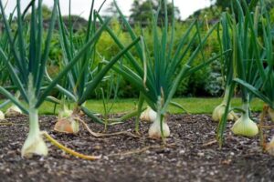 Green Onion Shortage